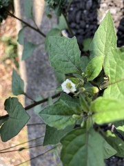 Solanum nigrum
