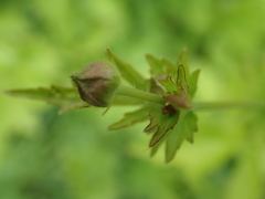 Geum