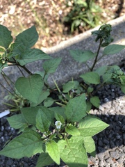 Solanum nigrum