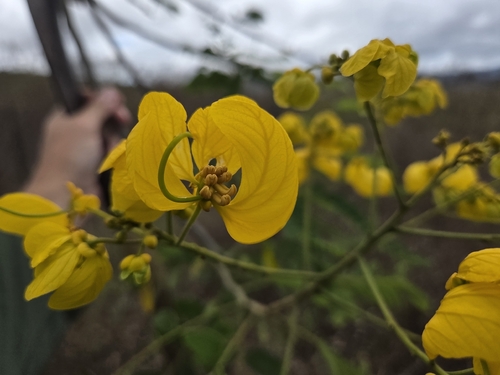 Senna spectabilis observed 2026-09-29