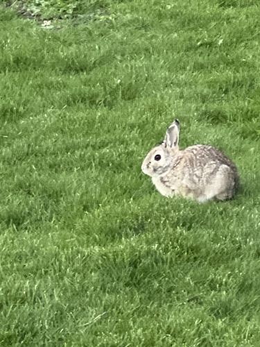 Mountain Cottontail observed by leemb