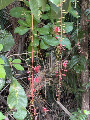 Barringtonia acutangula observed 2026-10-17