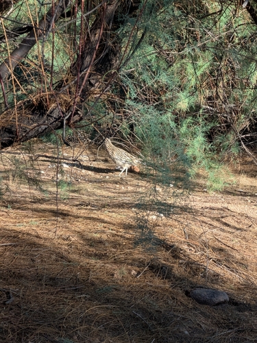 Greater Roadrunner observed by triopsshrimplover
