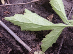 Geum