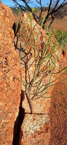 Euphorbia tannensis observed 2026-10-16