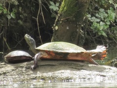 Pseudemys rubriventris