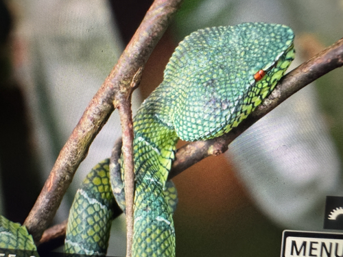 Tropidolaemus subannulatus observed 2026-10-16