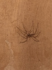 Araneae
