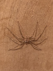 Araneae