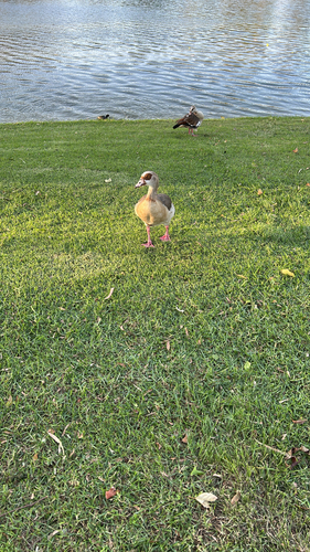 Egyptian Goose