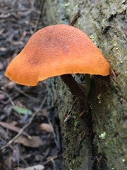 Gymnopilus ferruginosus