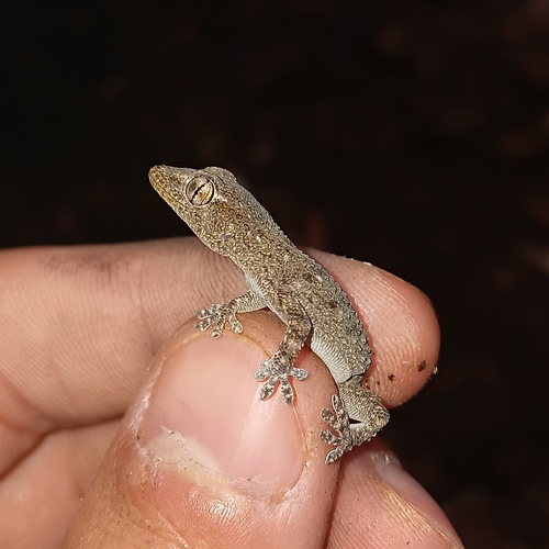 Moorish Gecko