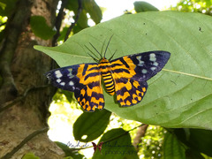 Dysphania subrepleta