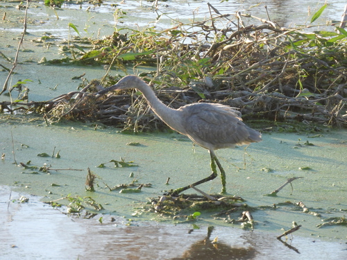 Reddish Egret