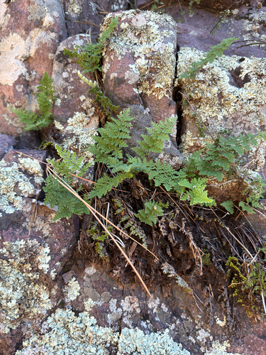Myriopteris fendleri, 2026-10-16