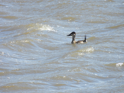 Ruddy Duck