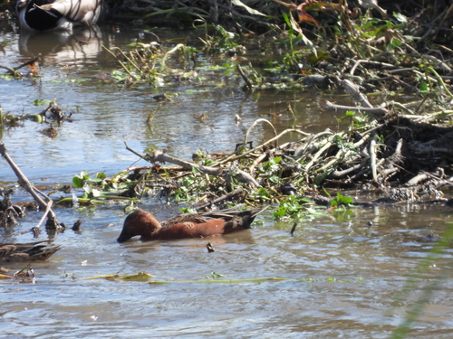 Cinnamon Teal