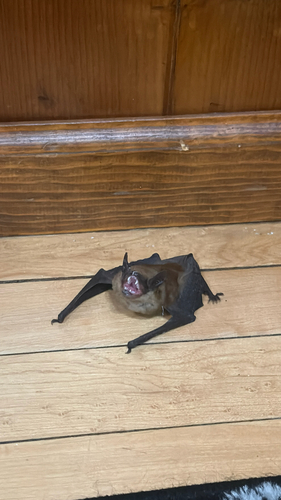 Big Brown Bat observed by explorergecko9