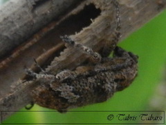 Lamiinae