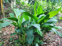 Curcuma aromatica
