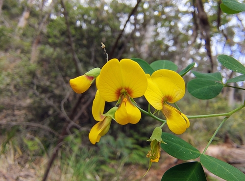 Goodia lotifolia observed 2026-10-15