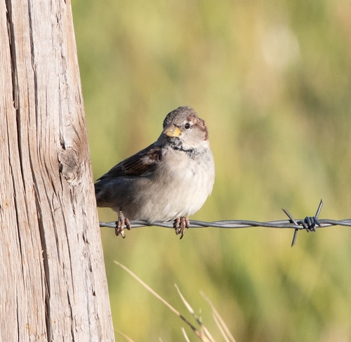 House Sparrow