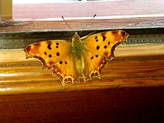 Polygonia egea
