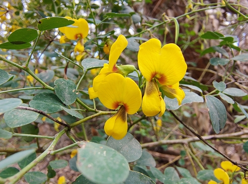 Goodia lotifolia observed 2026-10-15