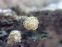 Arcyria pomiformis