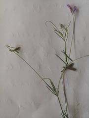 Vicia parviflora