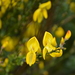 Scots Broom - Photo (c) Eric Verna, some rights reserved (CC BY-SA)