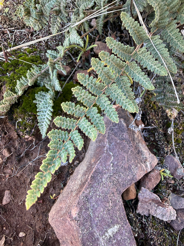 Myriopteris tomentosa, 2026-10-16
