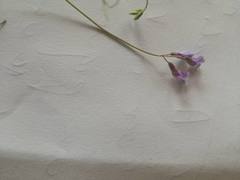 Vicia parviflora