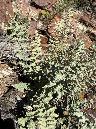Eaton's lipfern