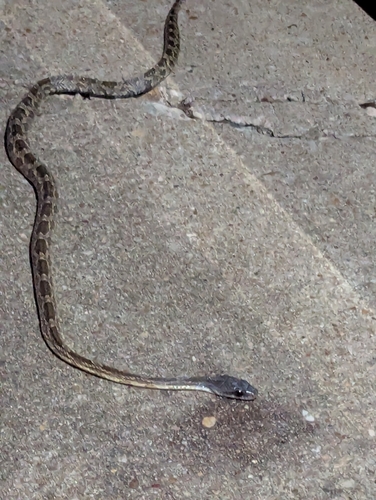 Western Ratsnake observed by sweetestberry