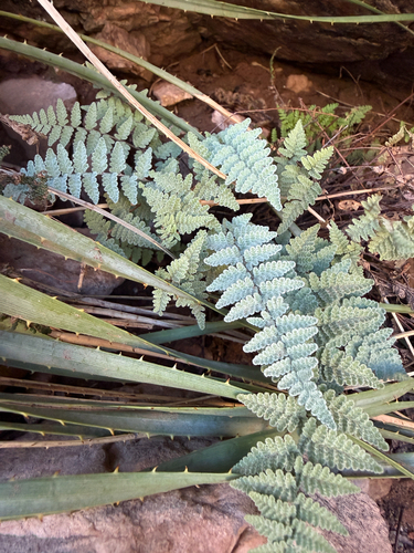 Eaton's lipfern