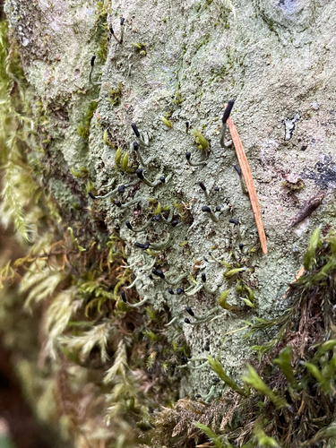 Pilophorus observed 2026-10-16