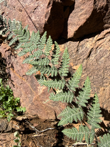 Myriopteris tomentosa, 2026-10-16