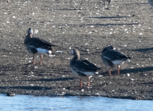 Greater White-fronted Goose
