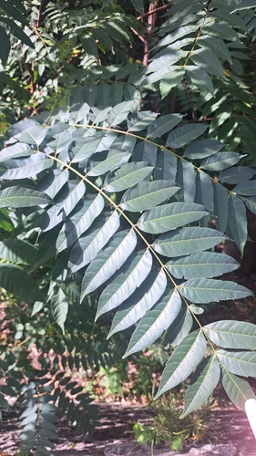 Toona sinensis observed 2026-10-17
