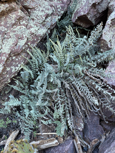 Eaton's lipfern