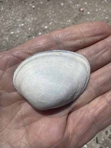 Venerupis largillierti, 2026-10-17