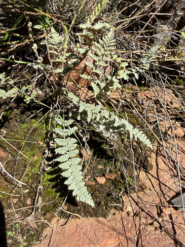 Eaton's lipfern