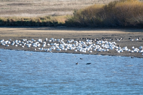 Snow Goose