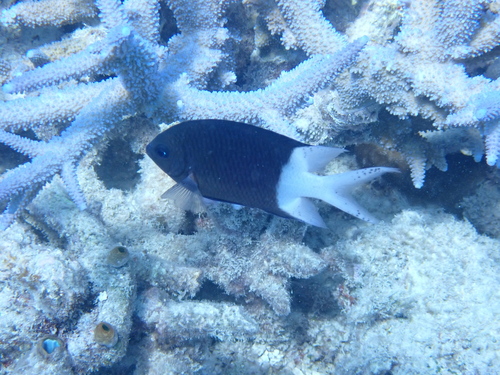 Acanthochromis polyacanthus observed 2026-10-16