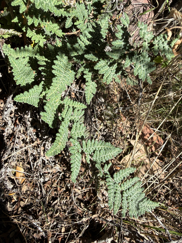 Myriopteris tomentosa, 2026-10-16