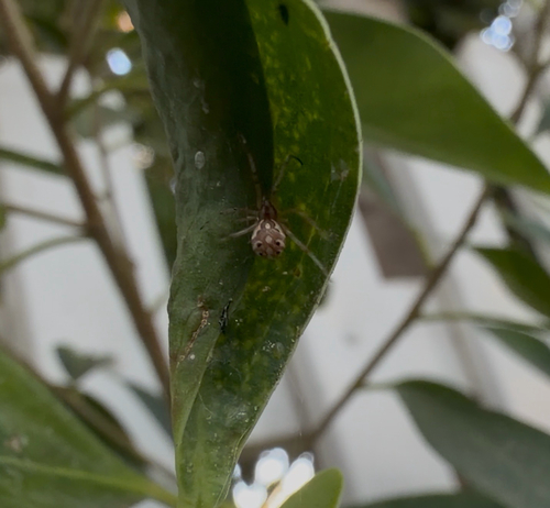 Brown Widow