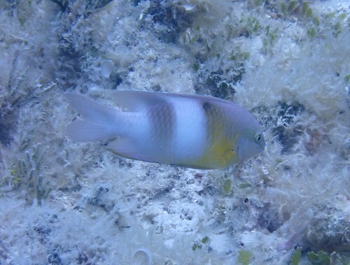 Dischistodus prosopotaenia observed 2026-10-16