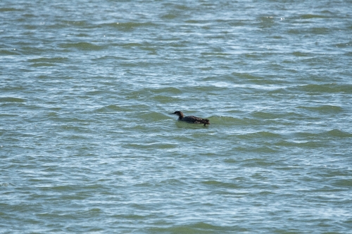 Common Loon