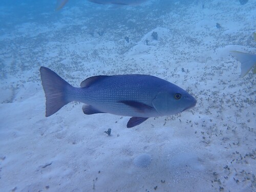 Lutjanus bohar observed 2026-10-16